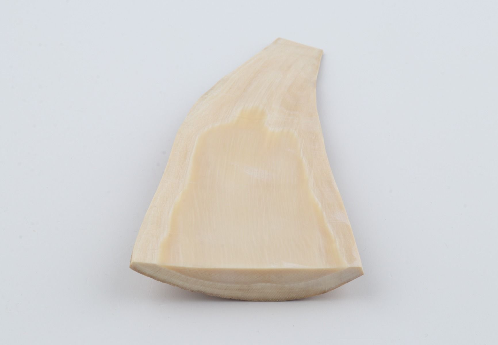 Beige mammoth bark