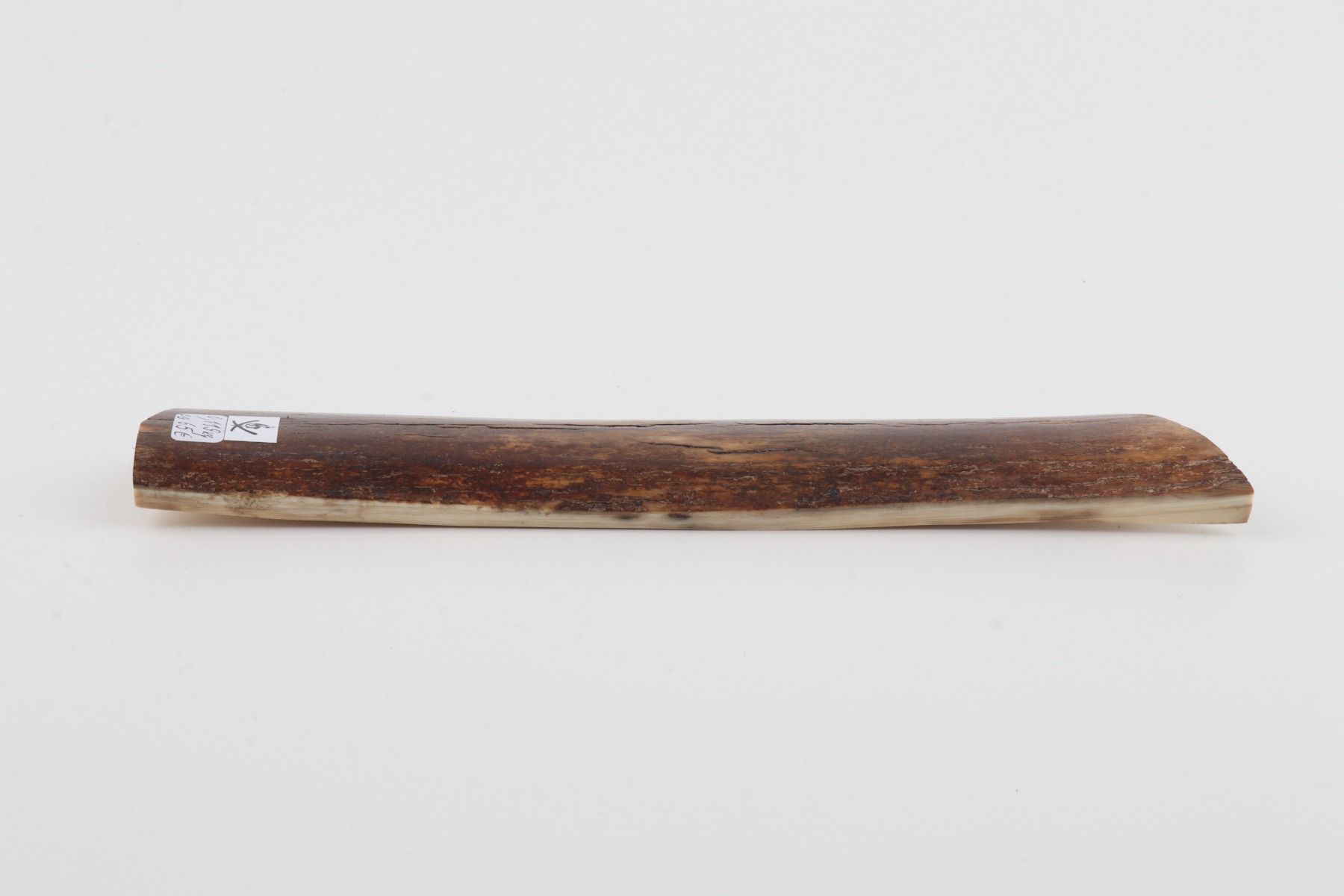 Brown mammoth bark