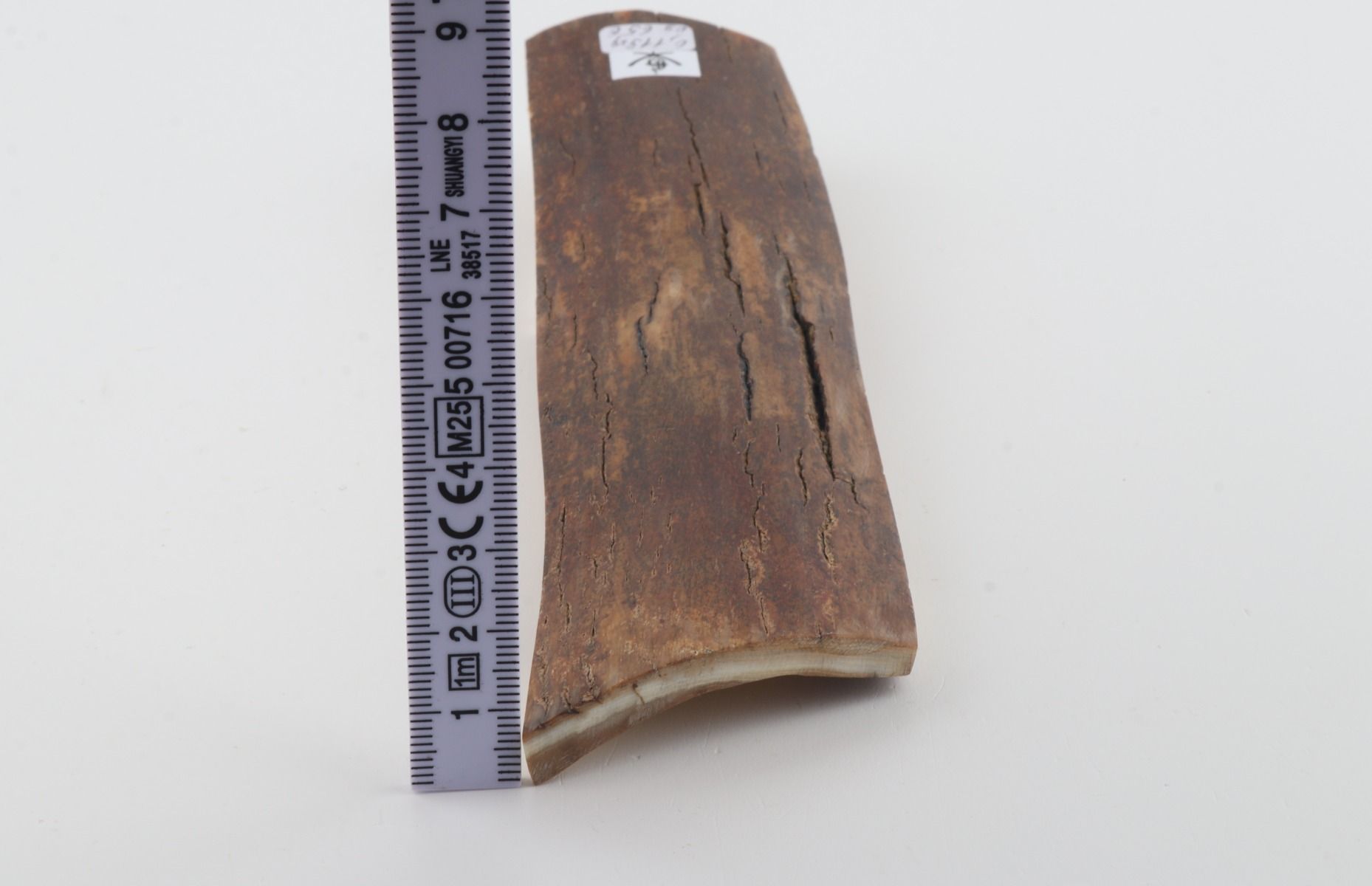 Brown mammoth bark