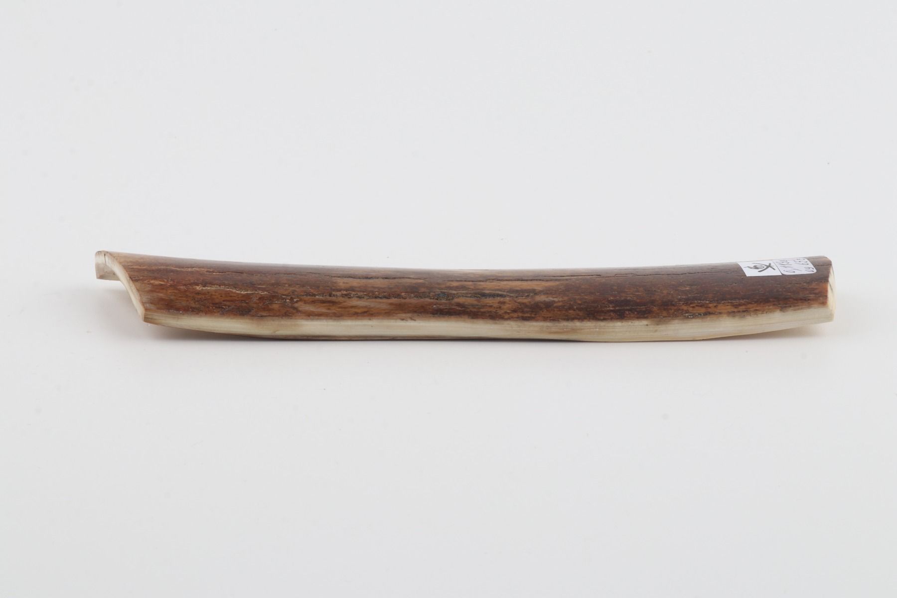 Brown mammoth bark