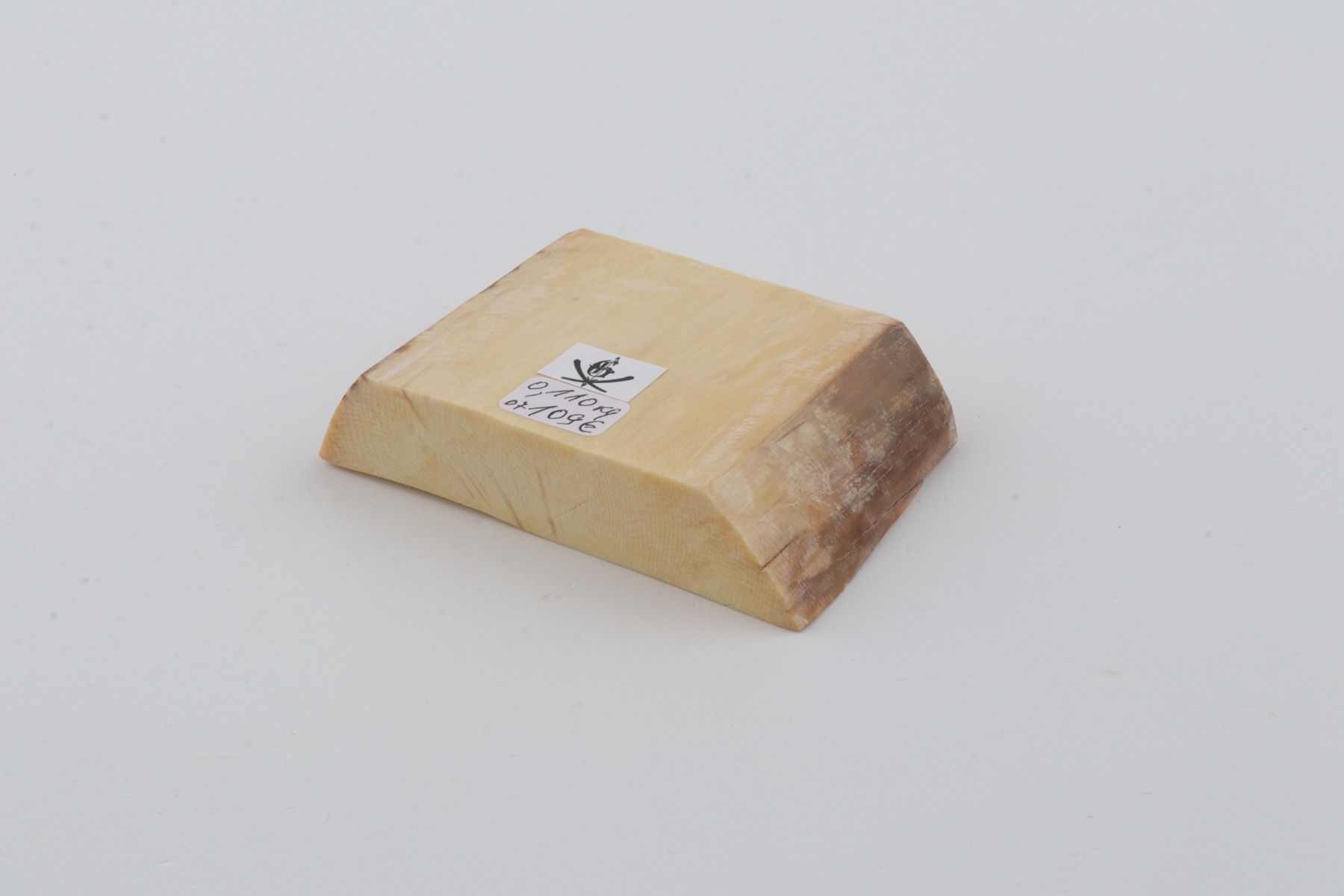 White mammoth ivory segment
