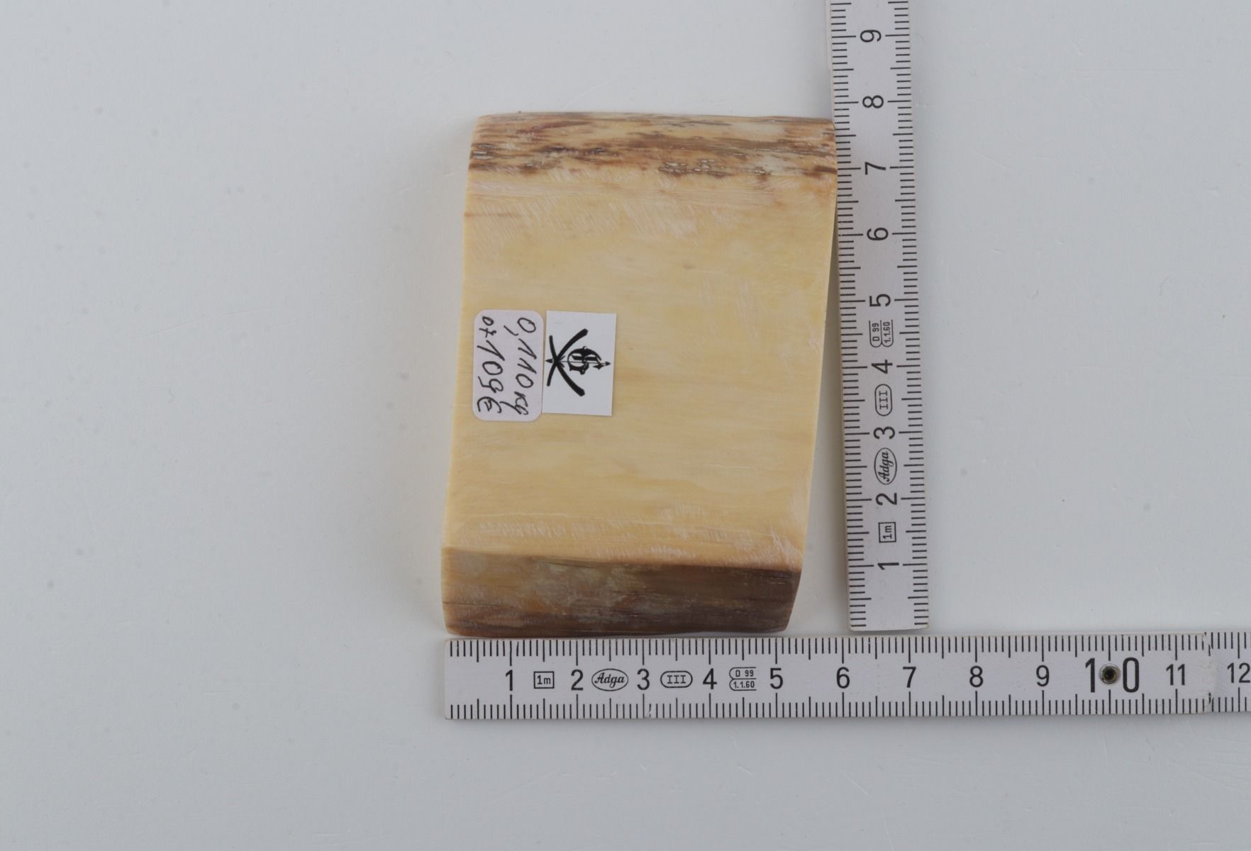 White mammoth ivory segment