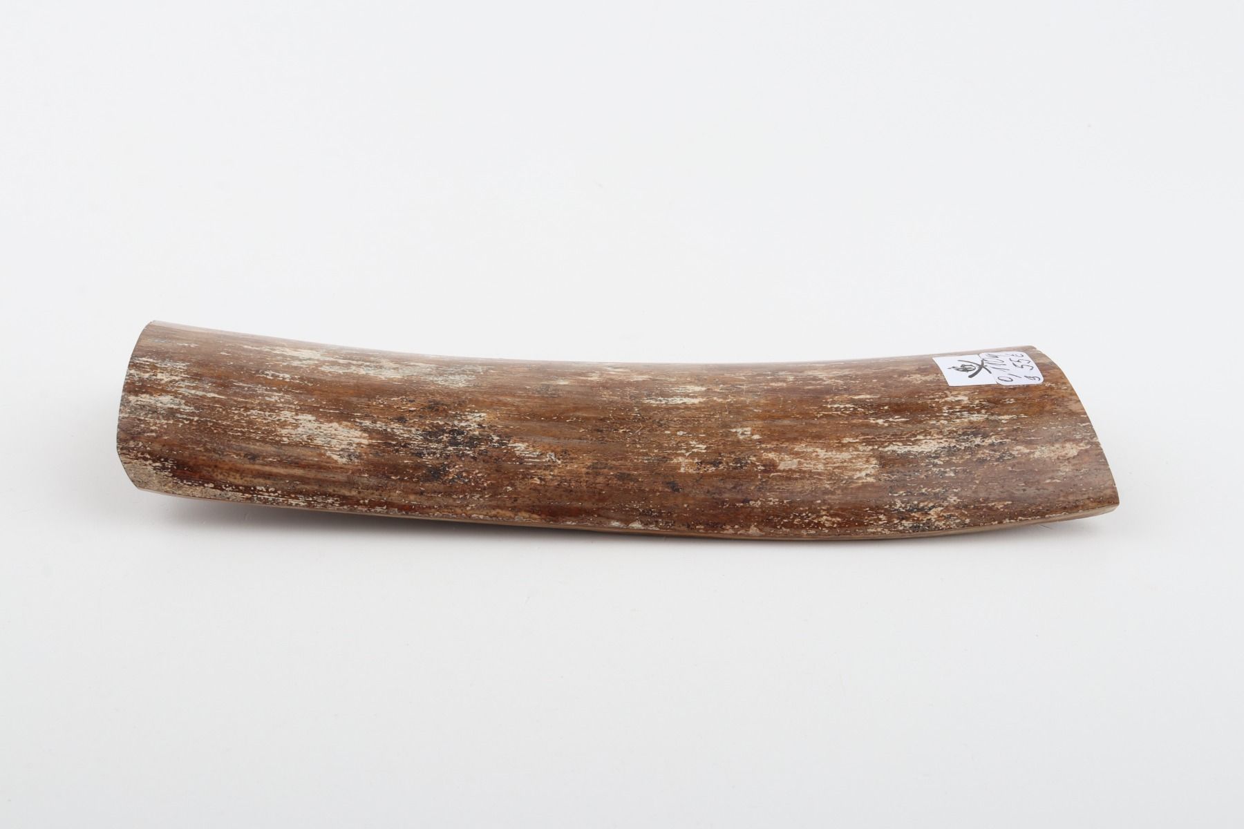 Brown-mustard mammoth bark