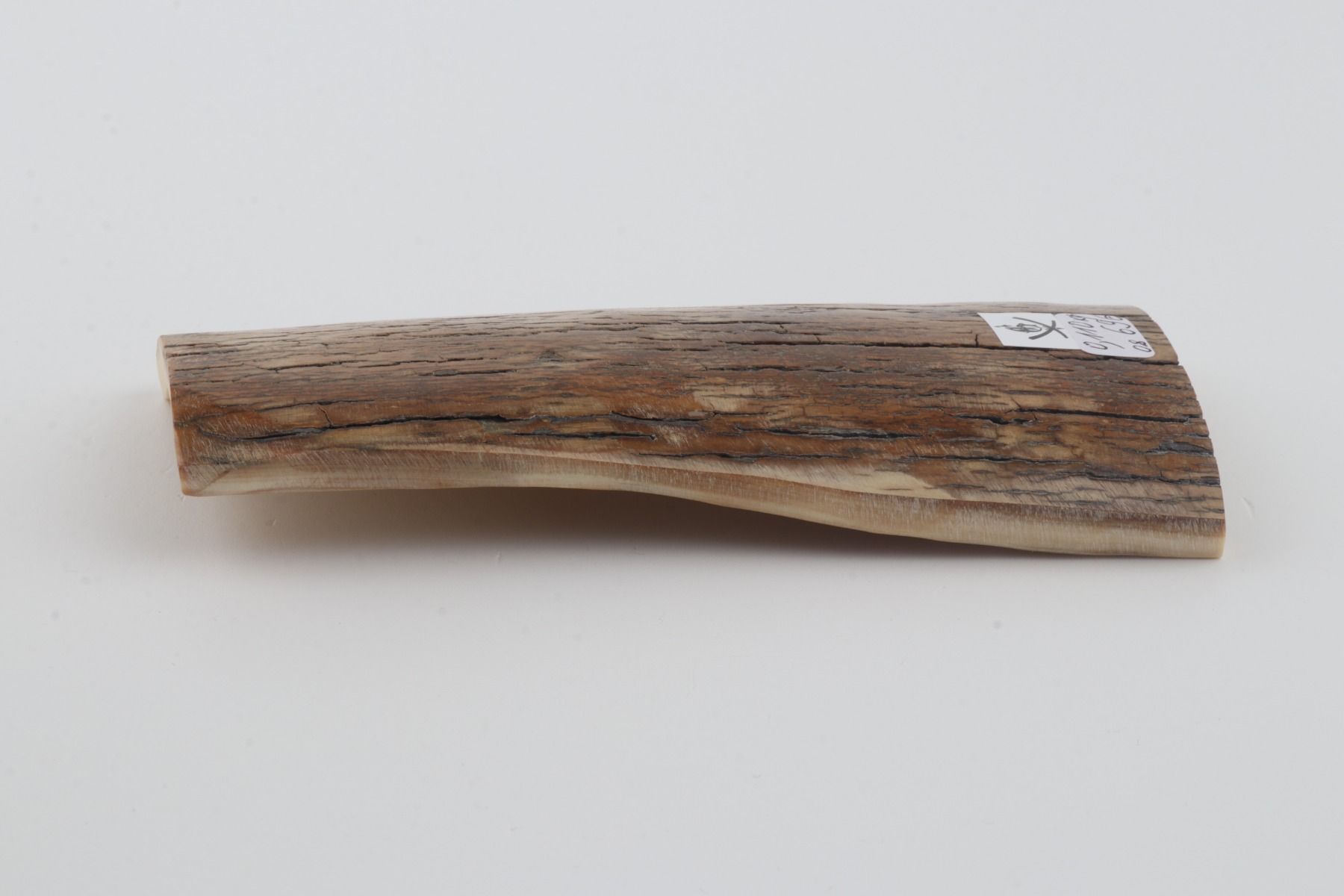 Beige mammoth bark