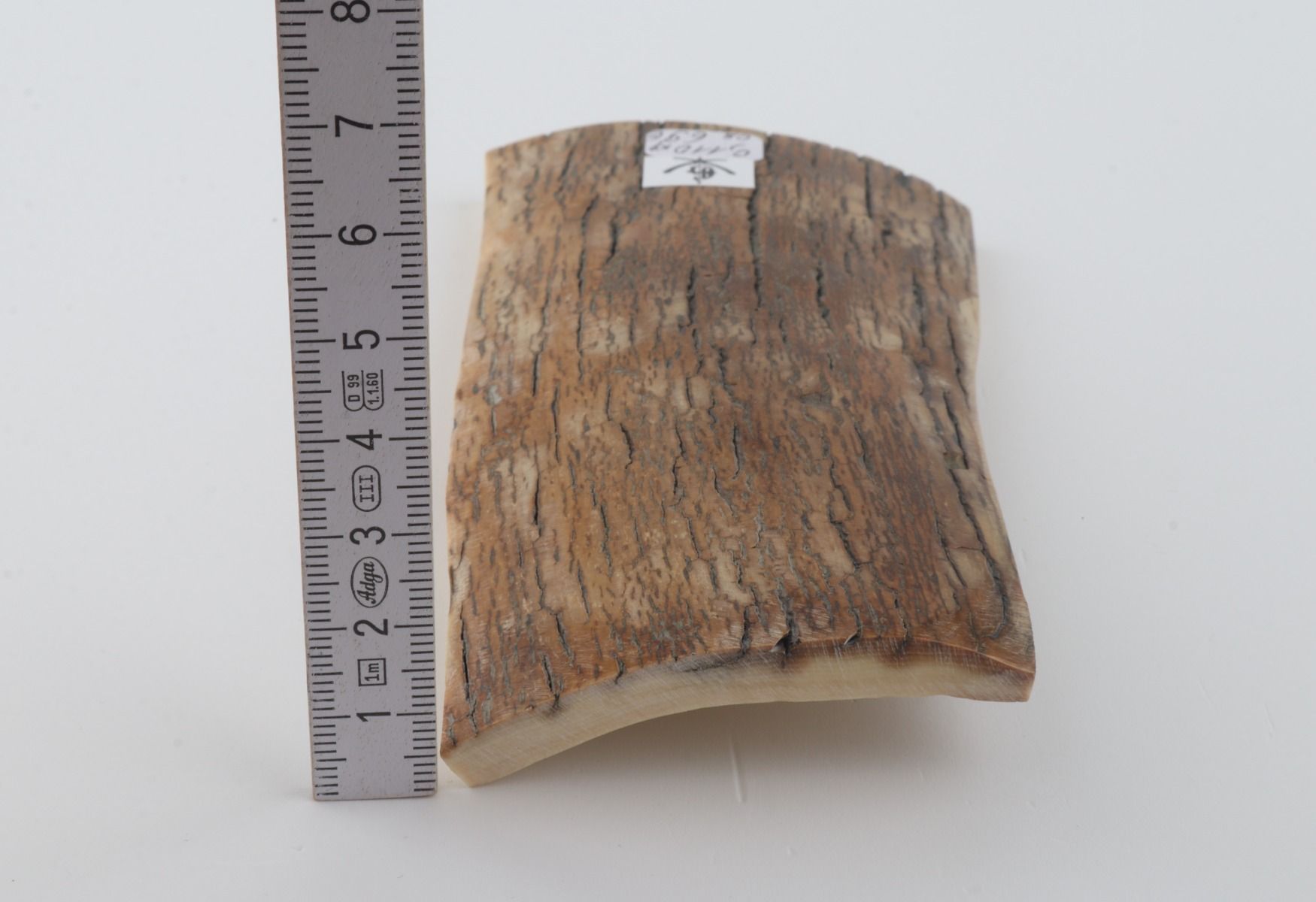 Beige mammoth bark