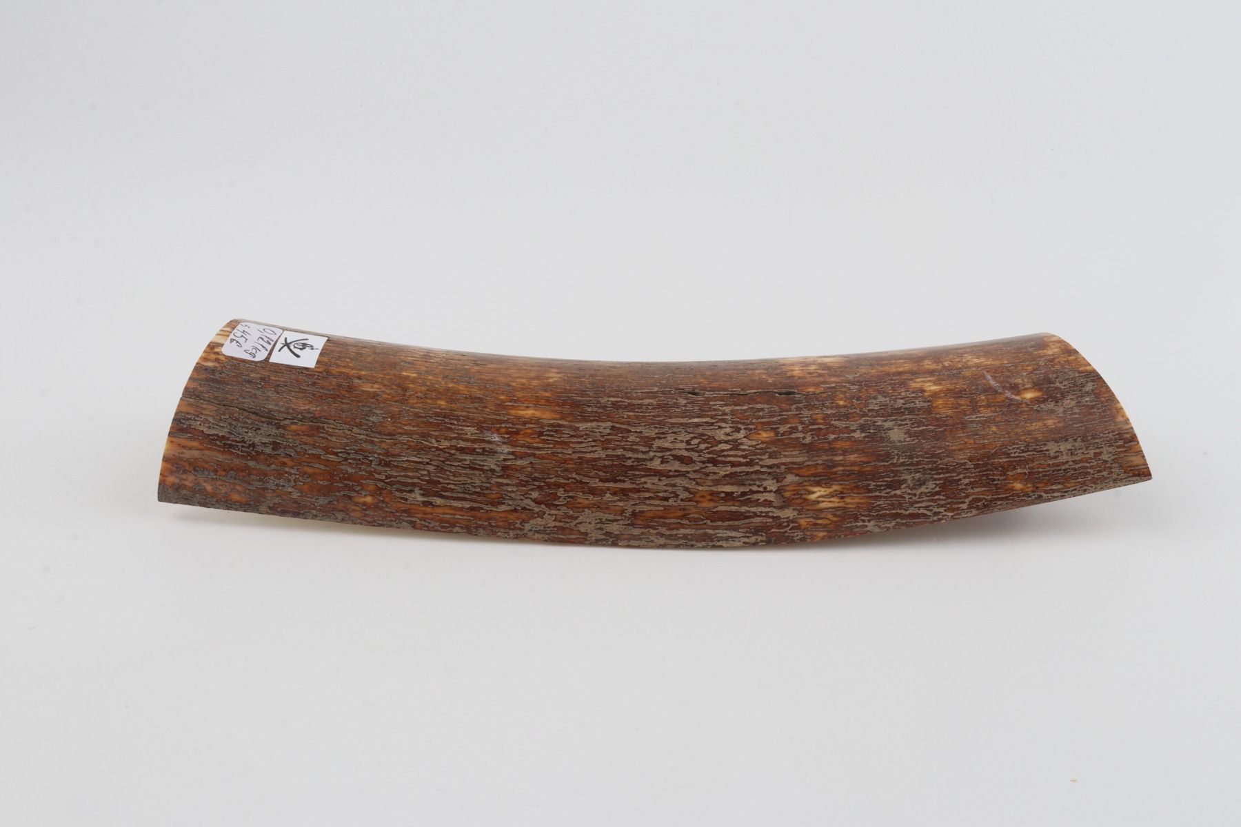 Brown mammoth bark