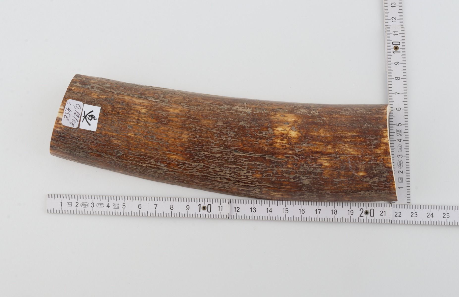 Brown mammoth bark