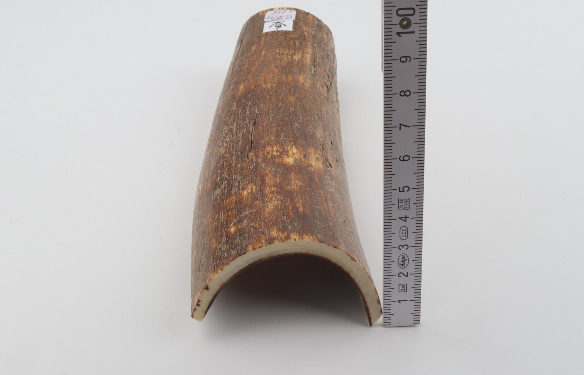 Brown mammoth bark