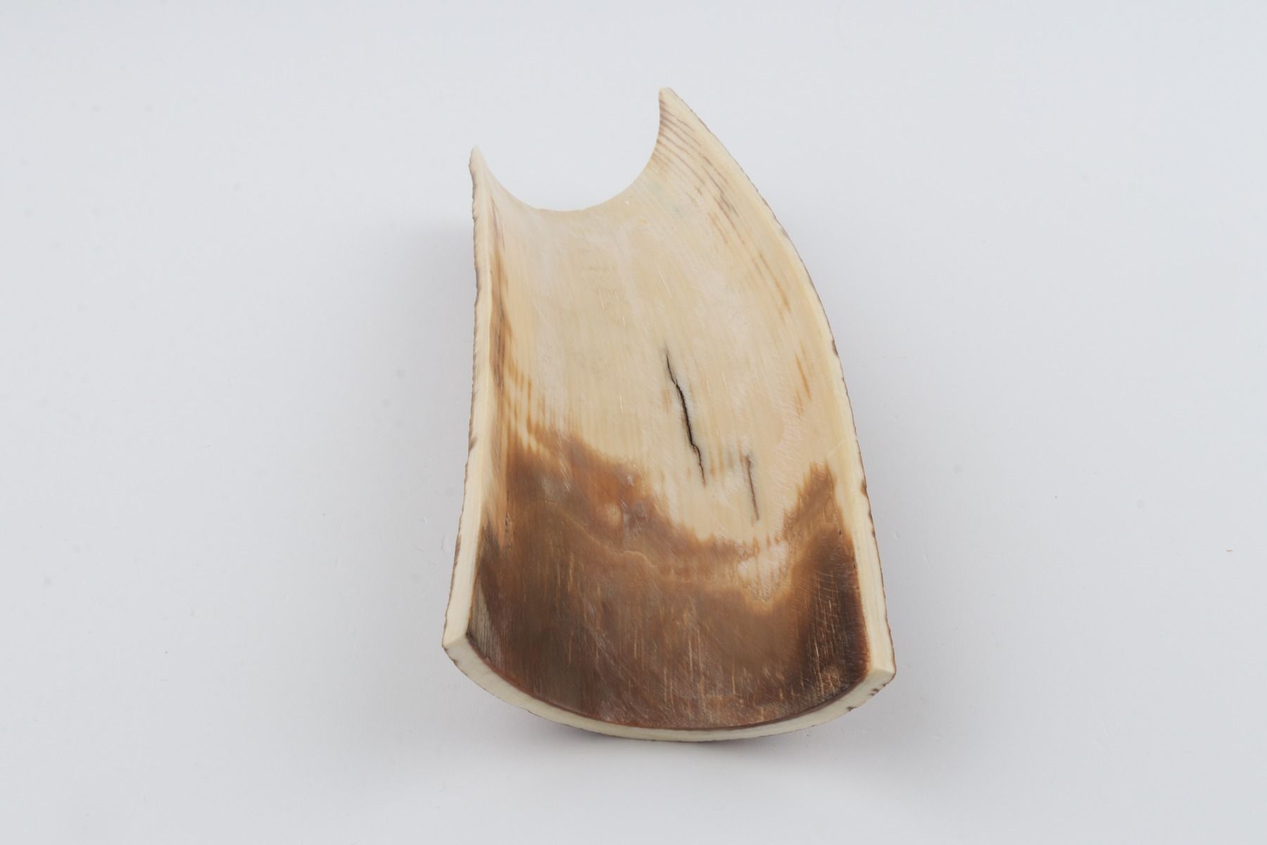 Brown mammoth bark