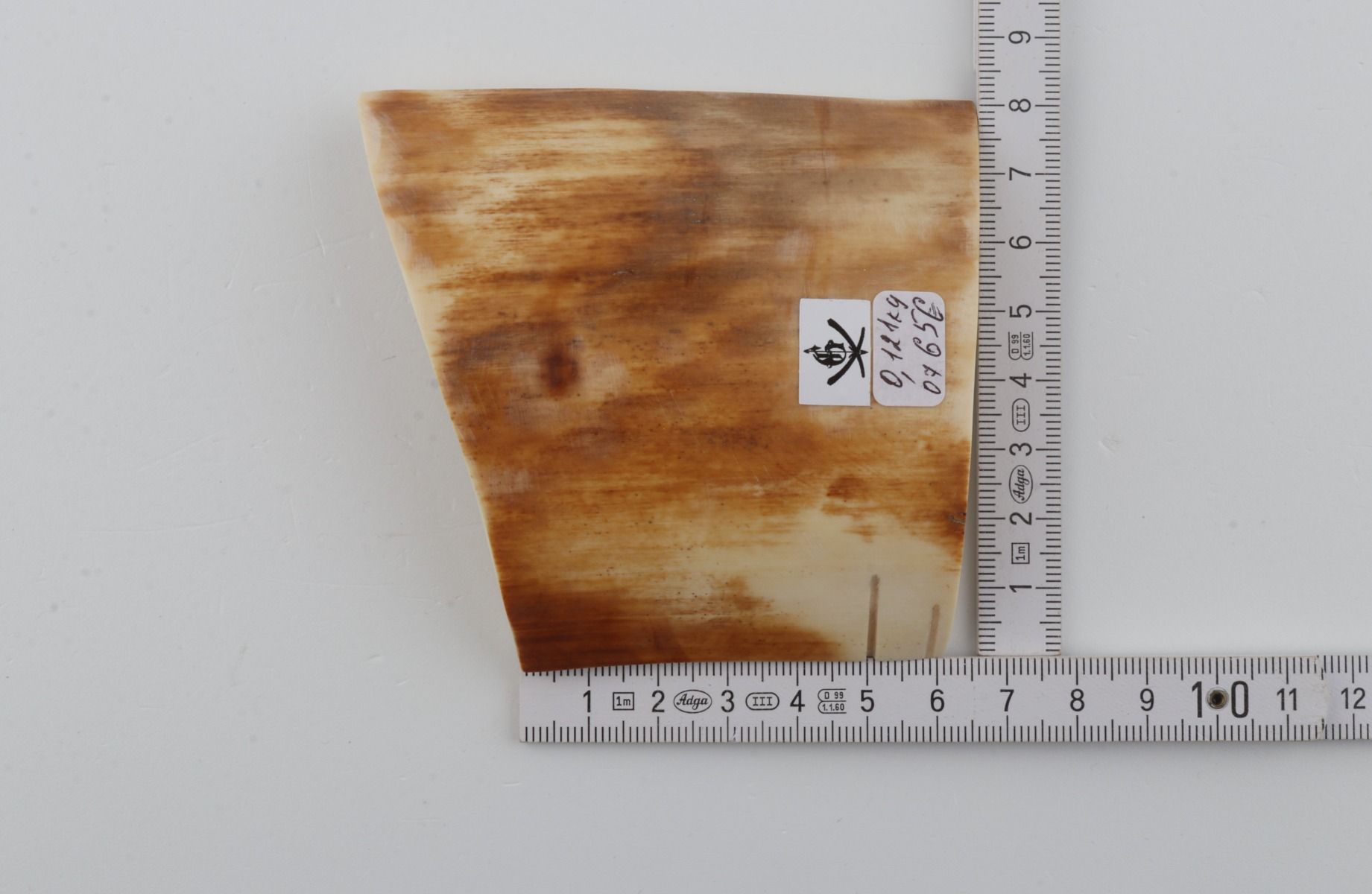 Yellow-orange mammoth bark