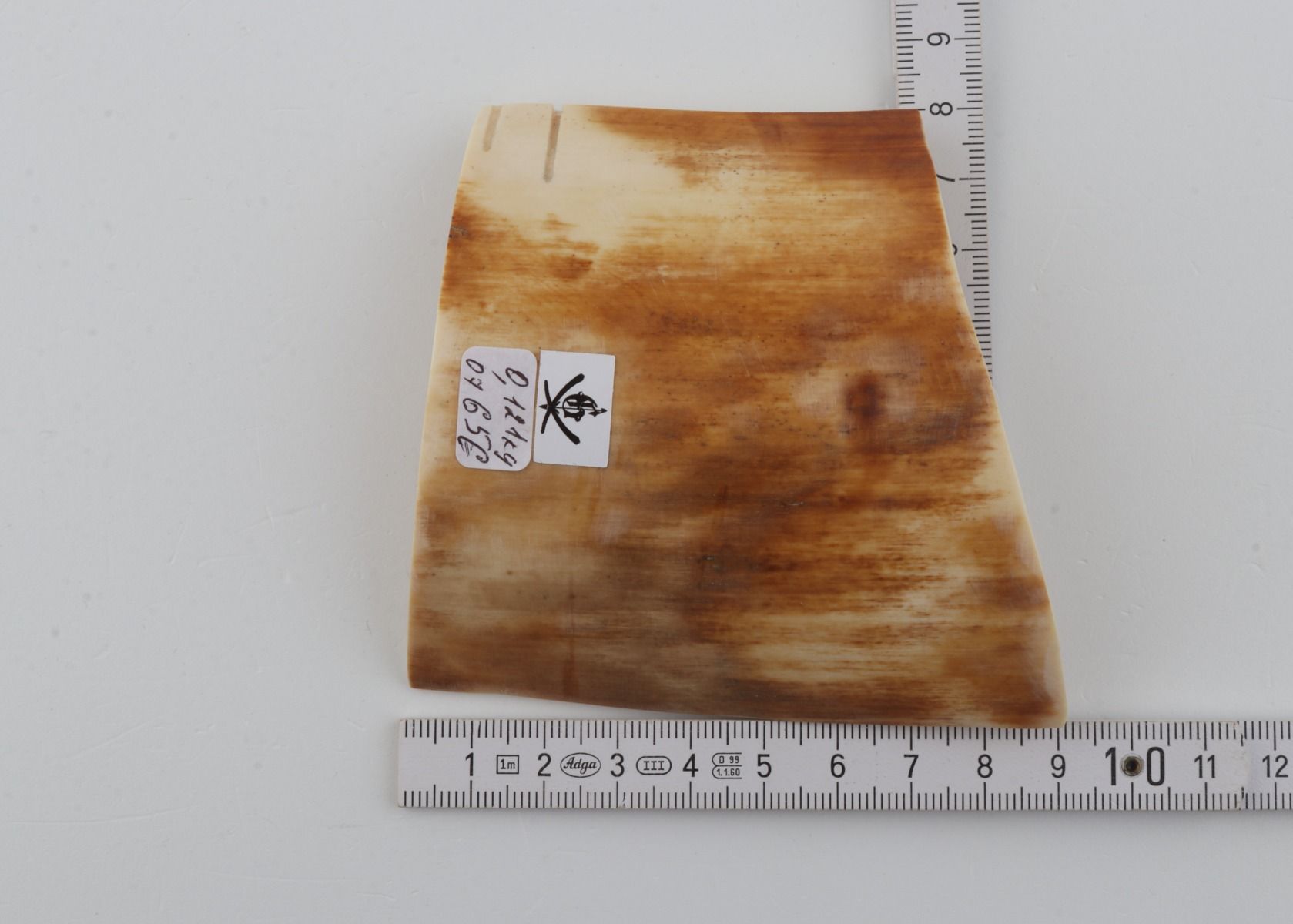Yellow-orange mammoth bark