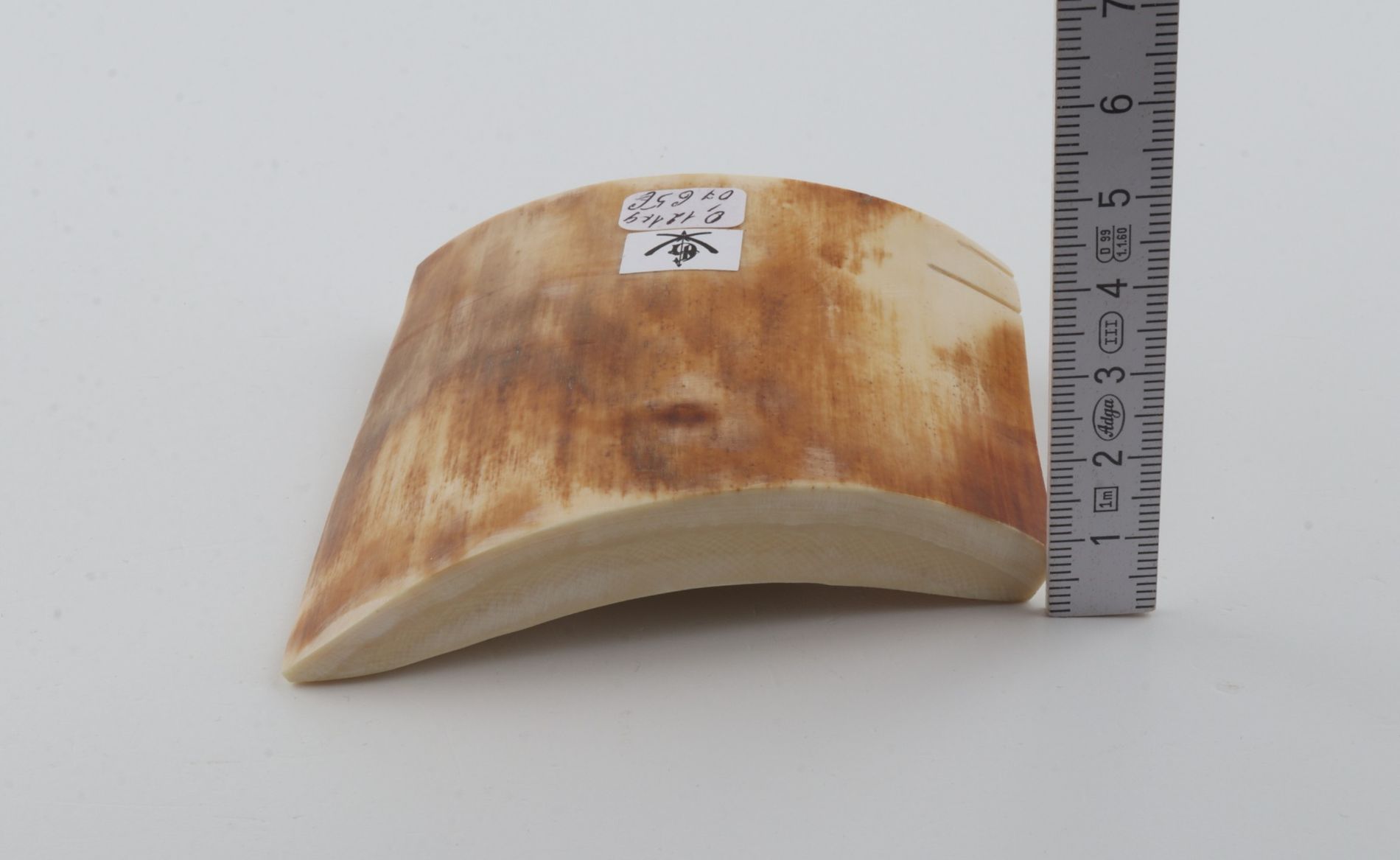 Yellow-orange mammoth bark