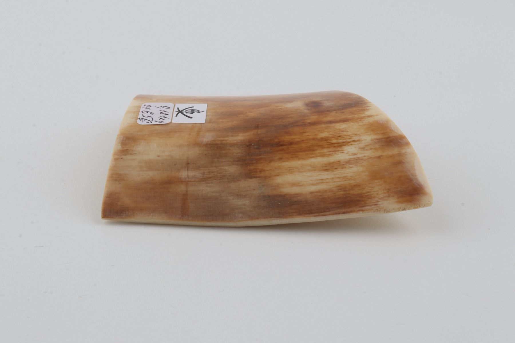 Yellow-orange mammoth bark