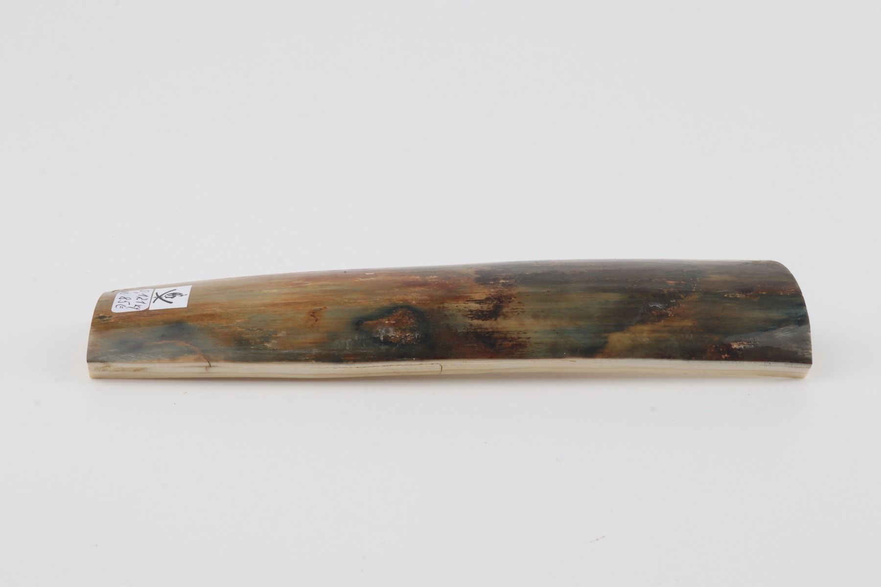 Multicoloured mammoth bark