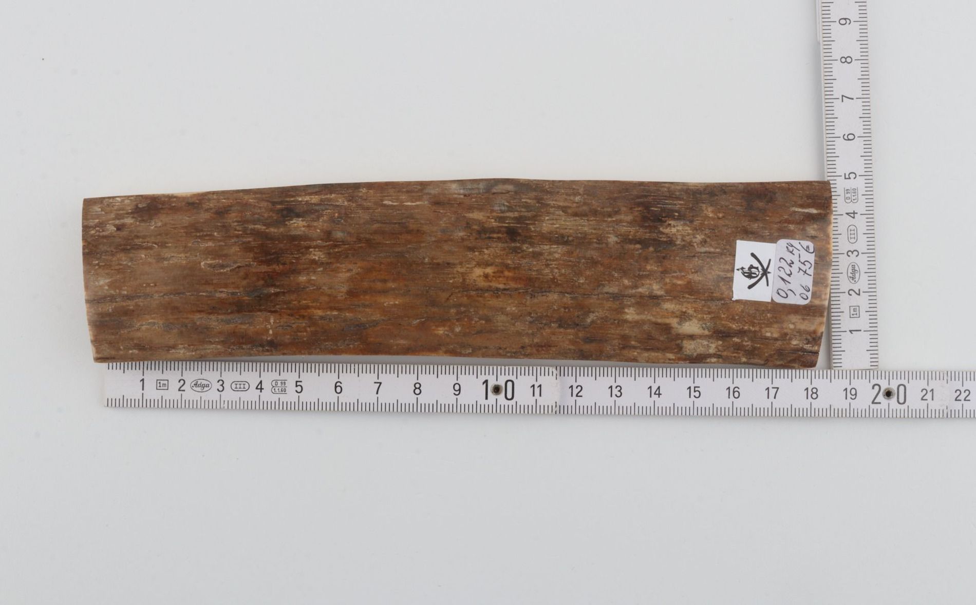 Beige mammoth bark