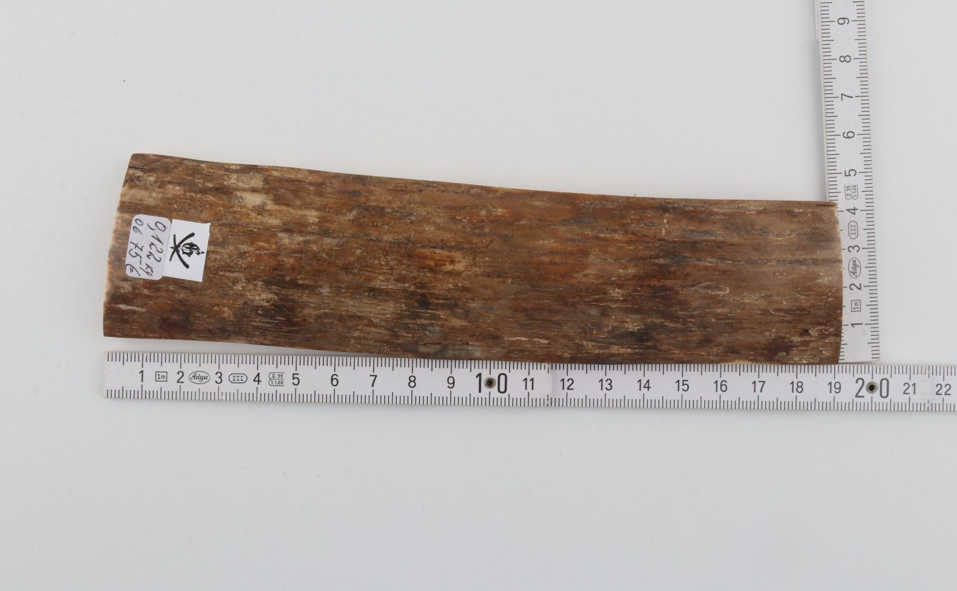 Beige mammoth bark