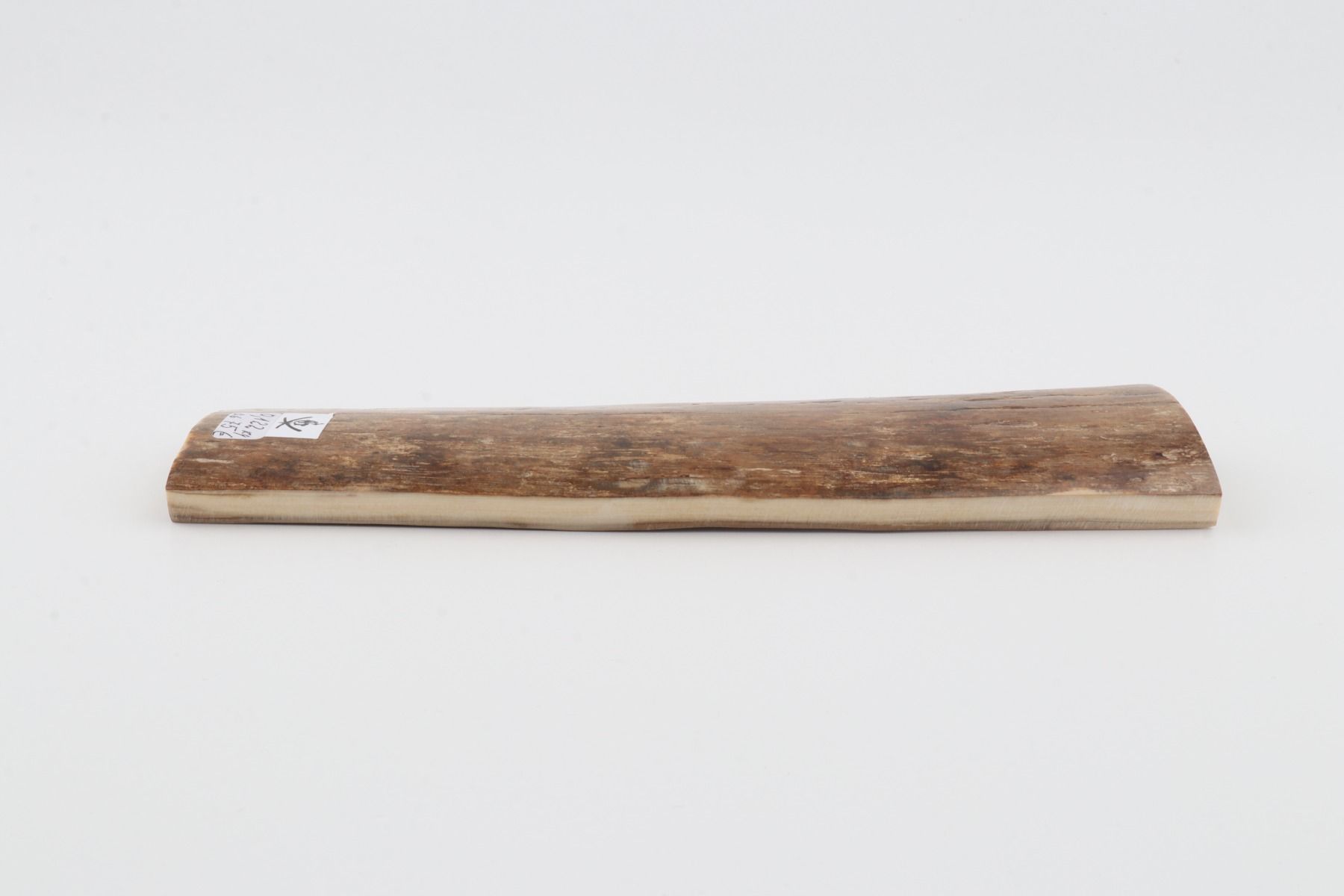Beige mammoth bark