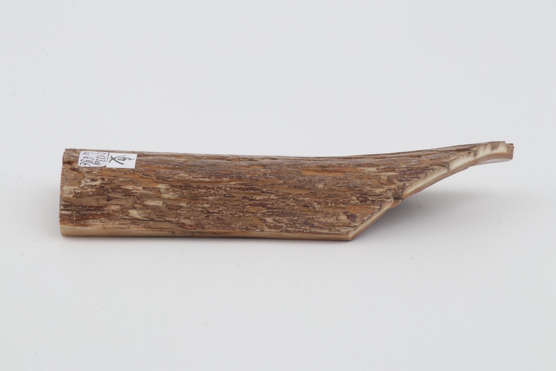 Beige mammoth  bark