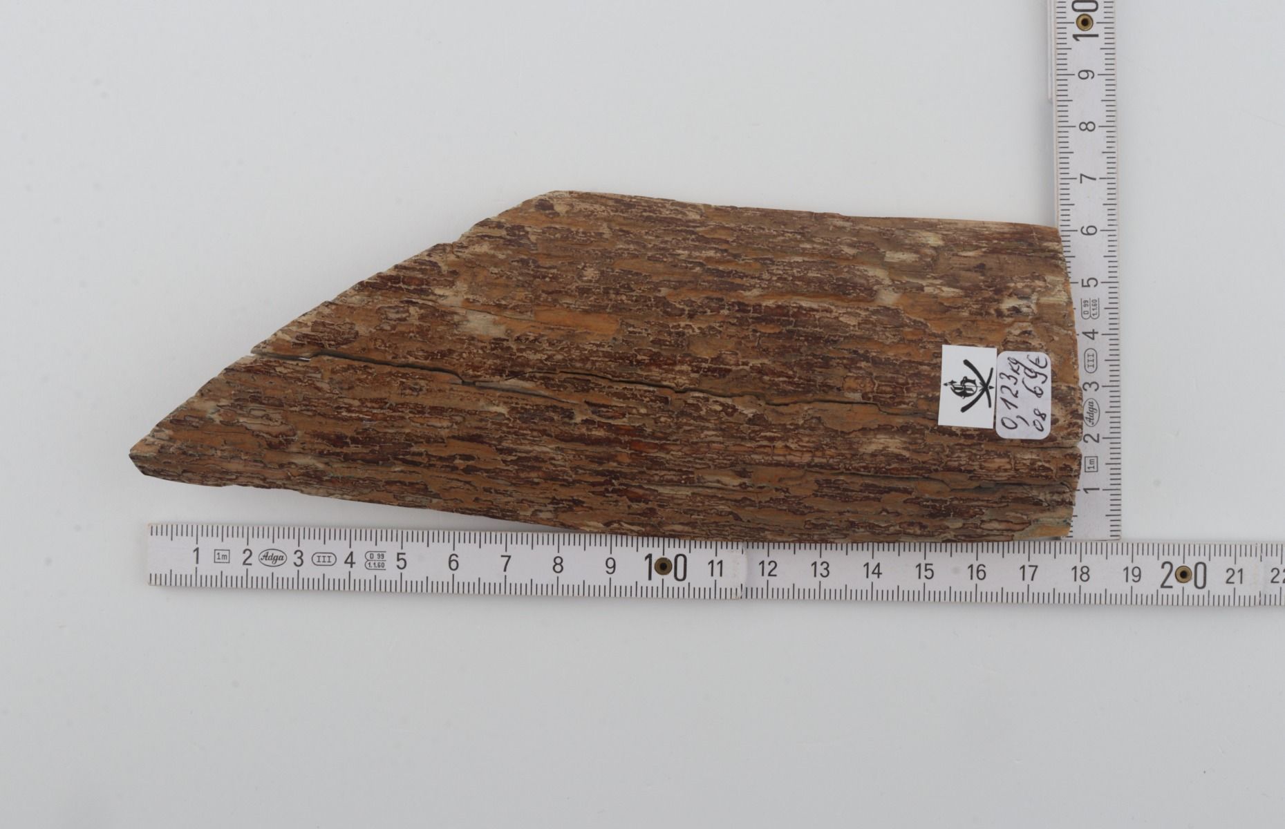 Beige mammoth  bark