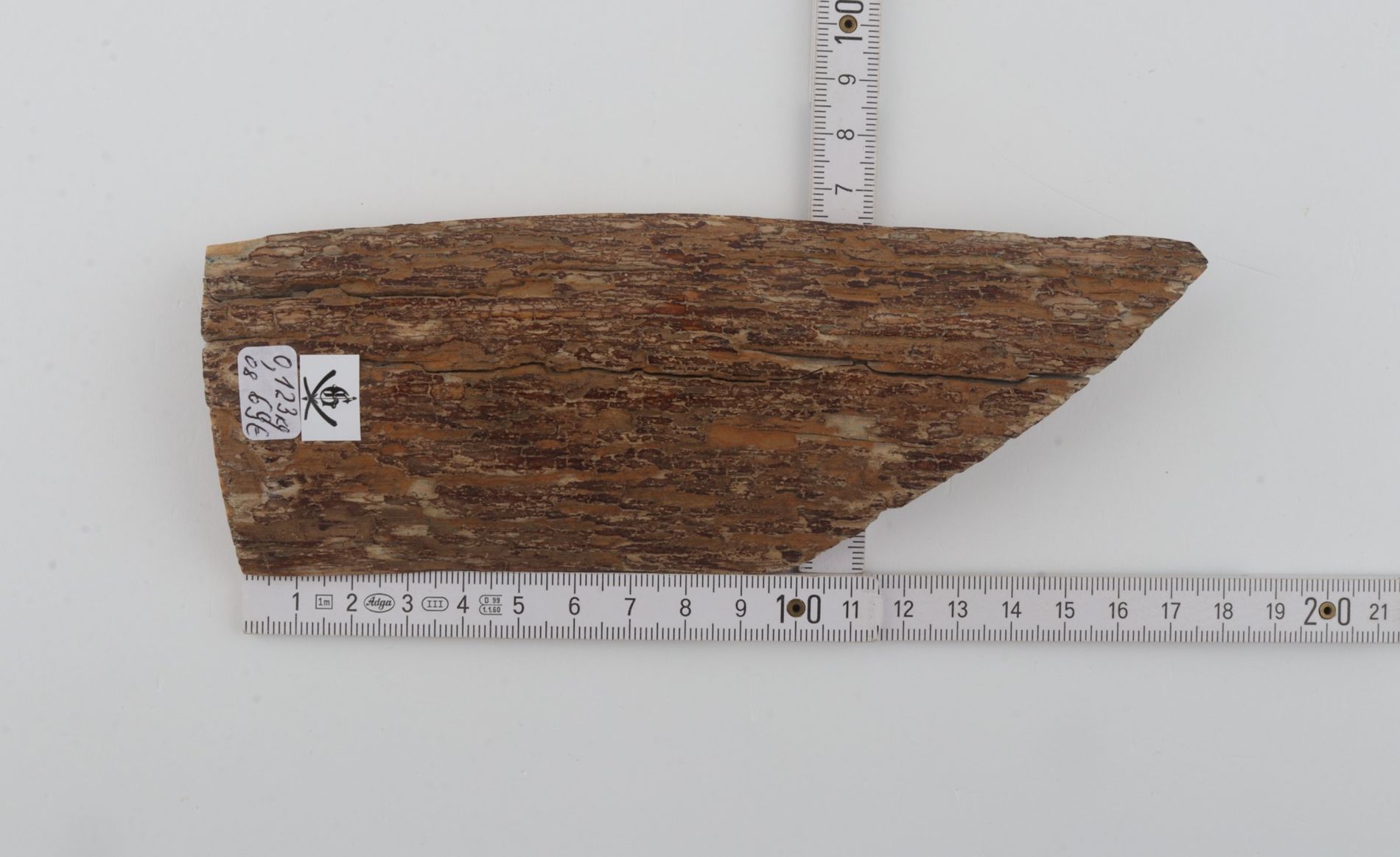 Beige mammoth  bark