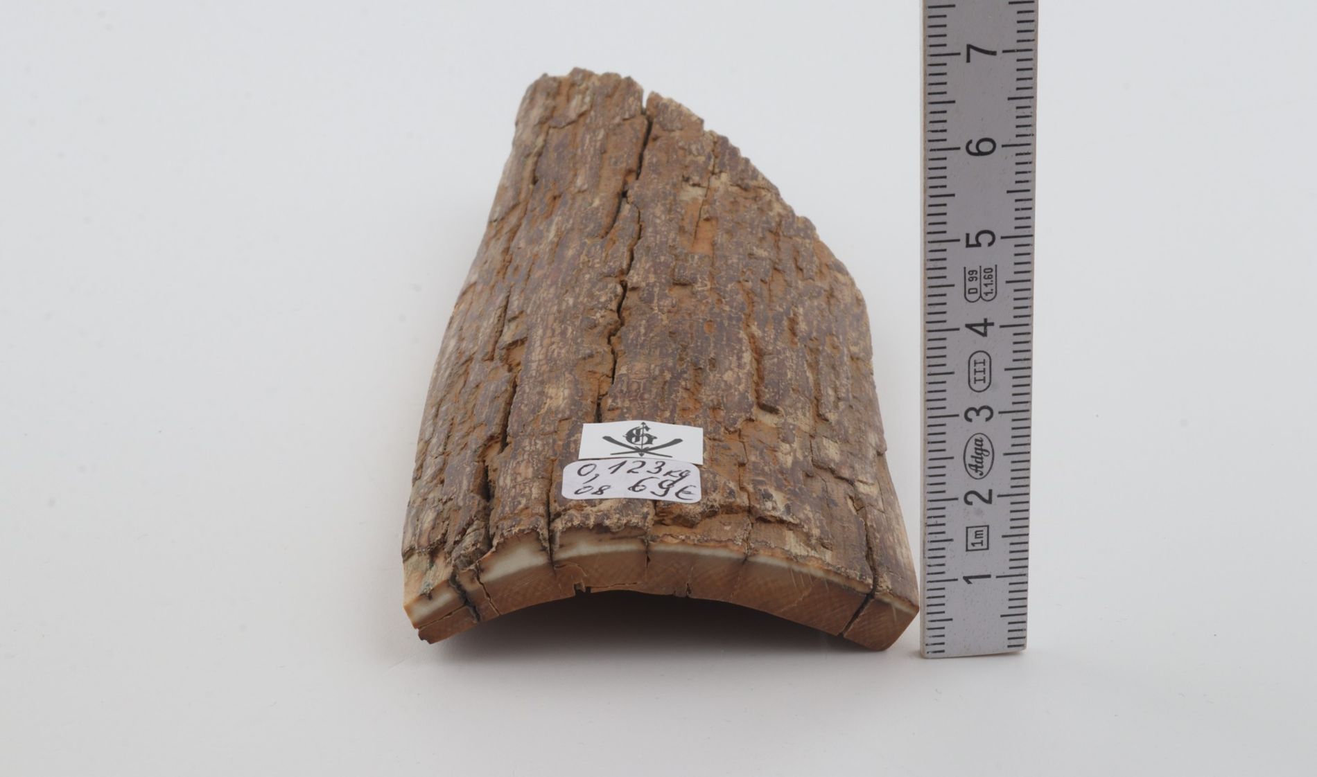 Beige mammoth  bark