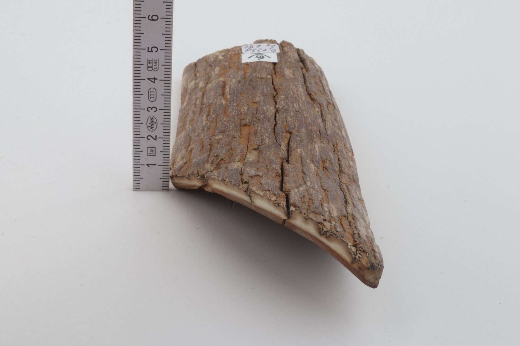 Beige mammoth  bark