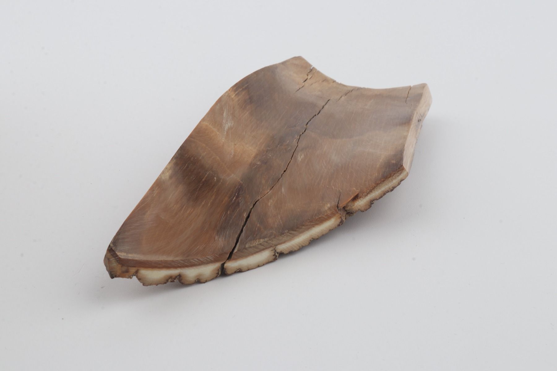 Beige mammoth  bark