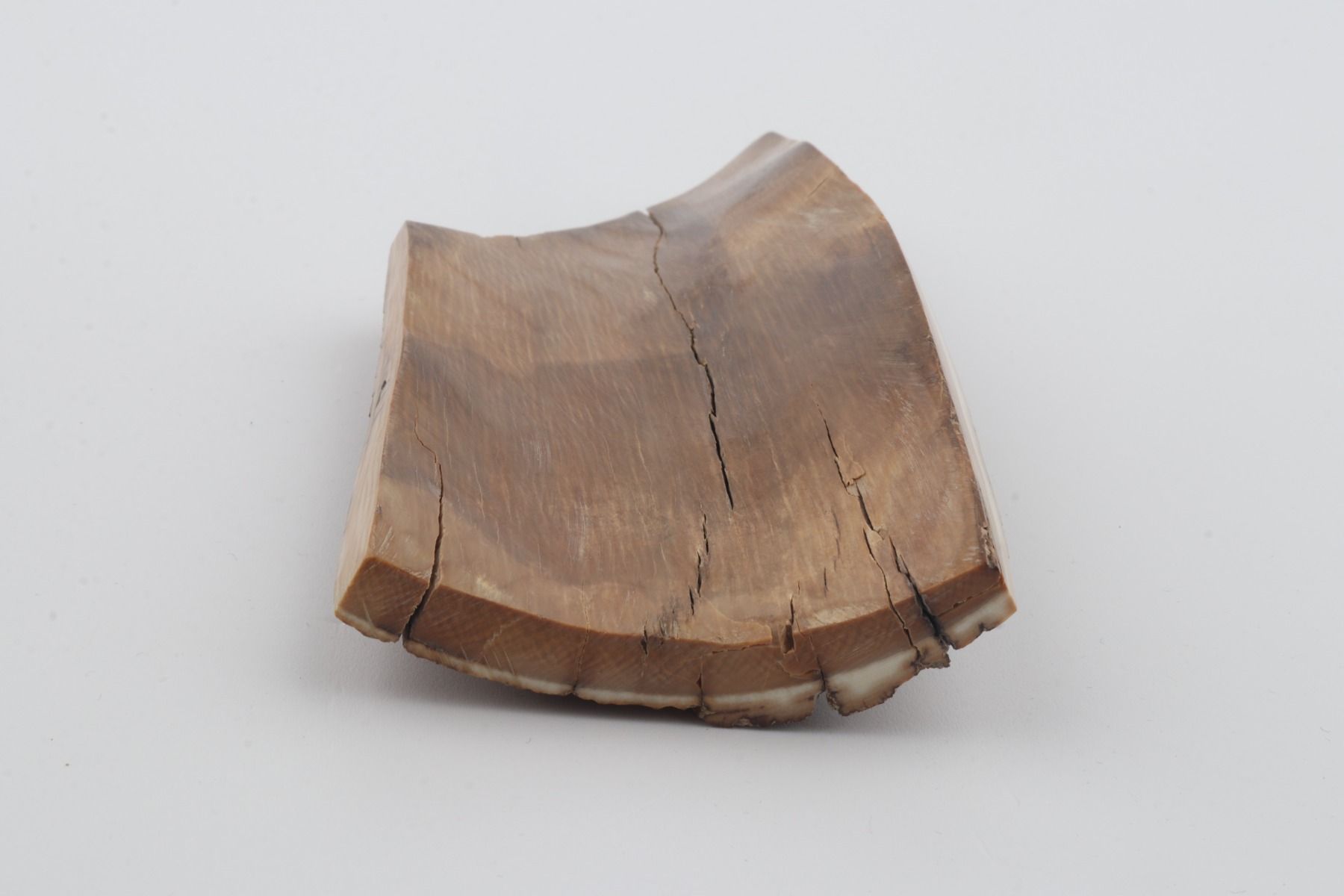 Beige mammoth  bark