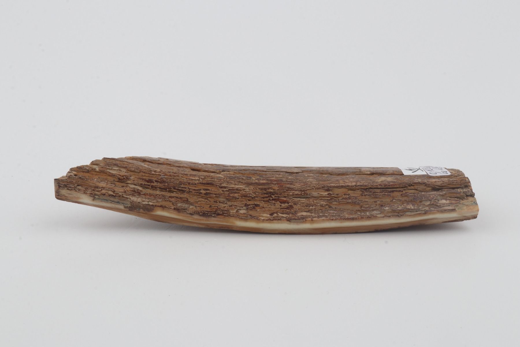 Beige mammoth  bark
