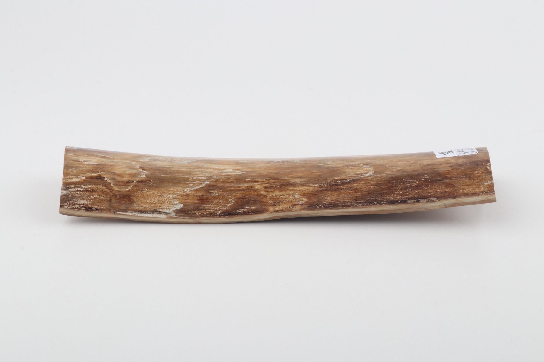 Beige mammoth bark