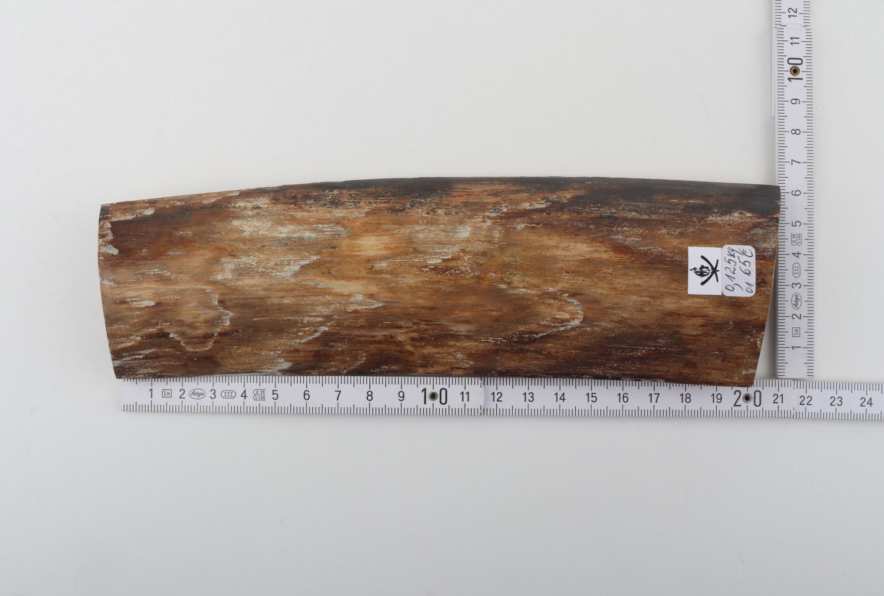 Beige mammoth bark