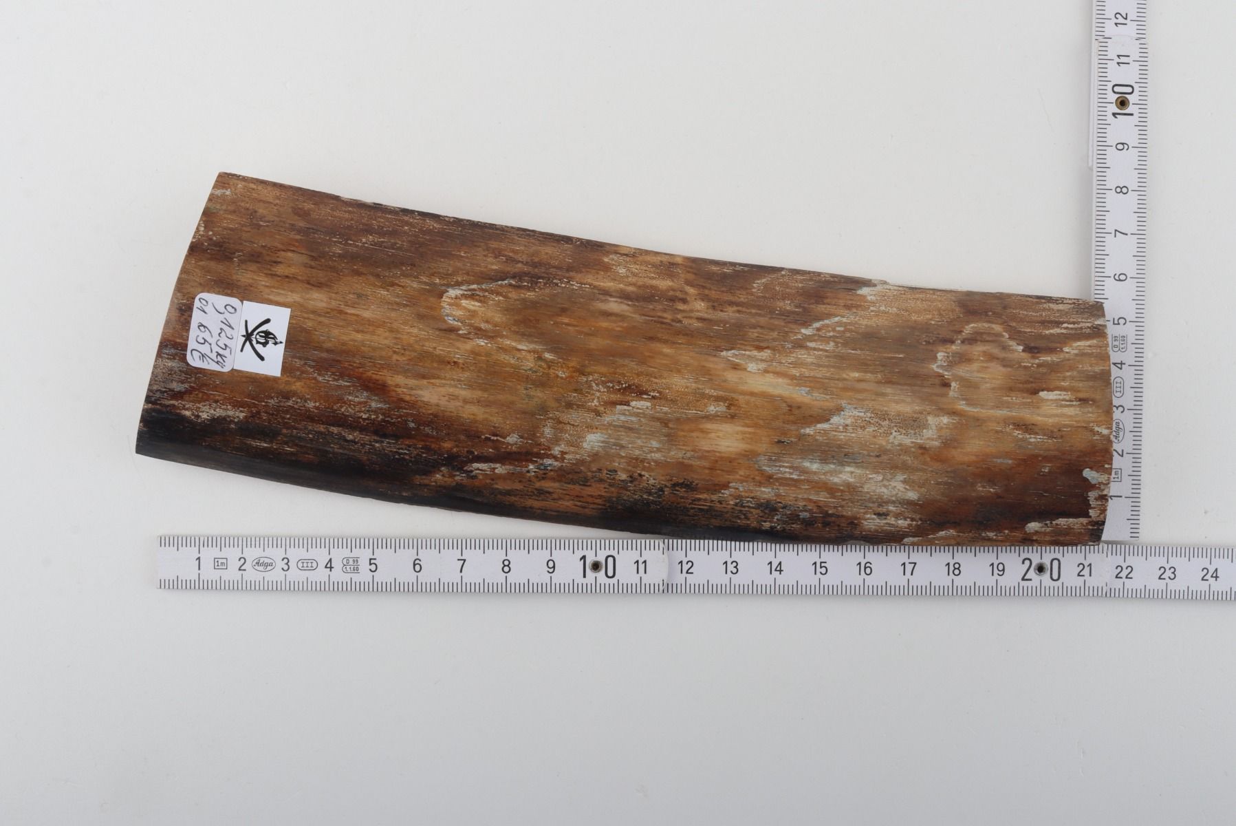Beige mammoth bark
