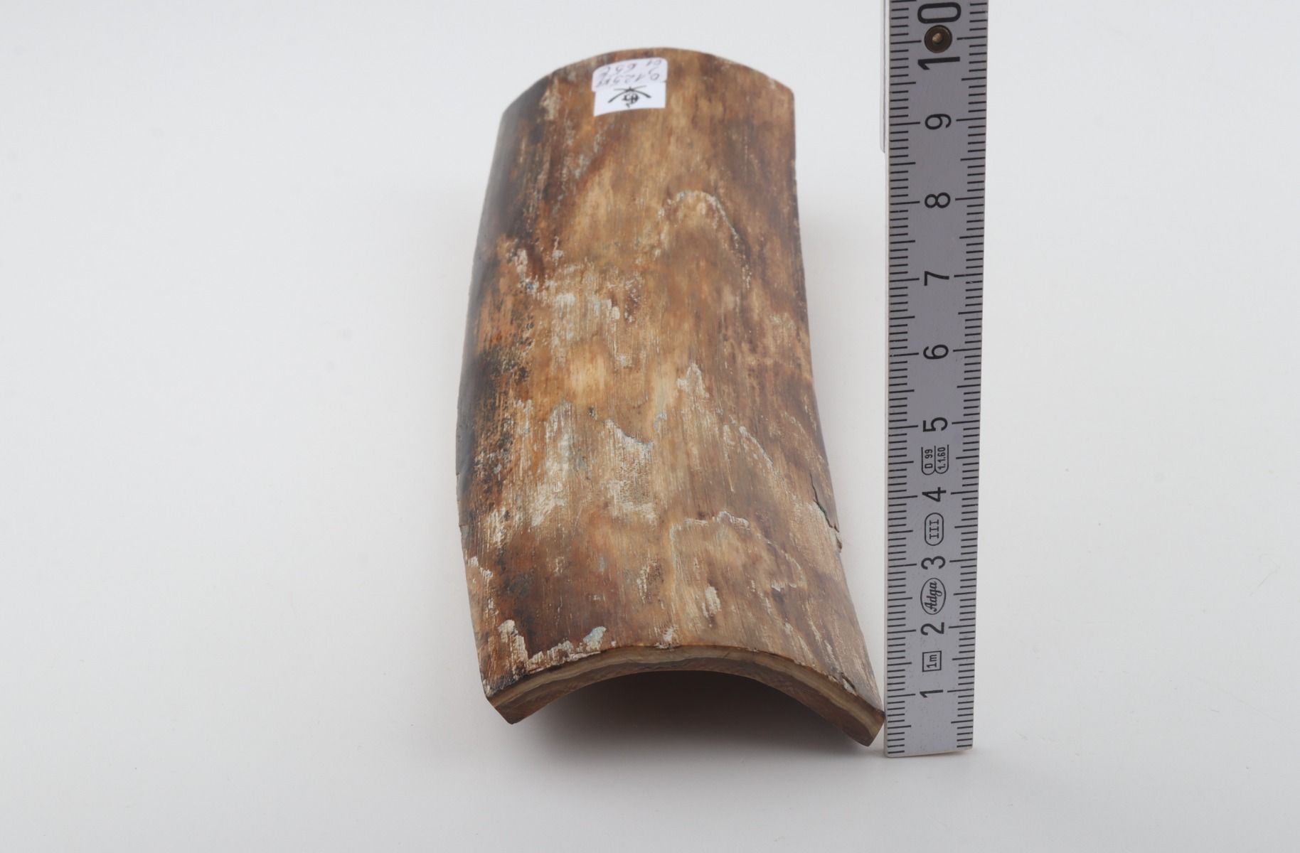 Beige mammoth bark