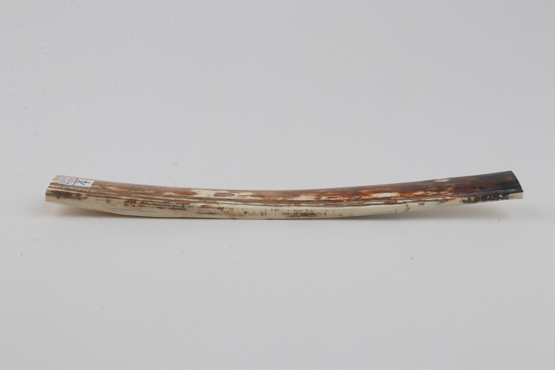 Orange-brown mammoth bark