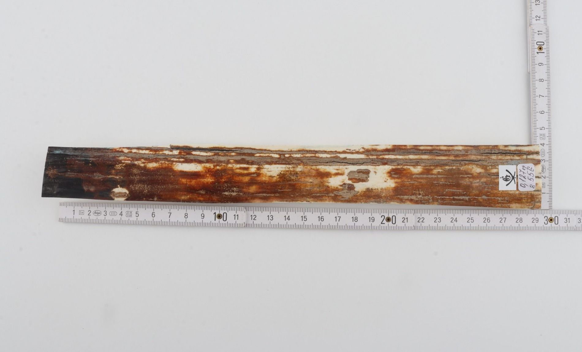 Orange-brown mammoth bark