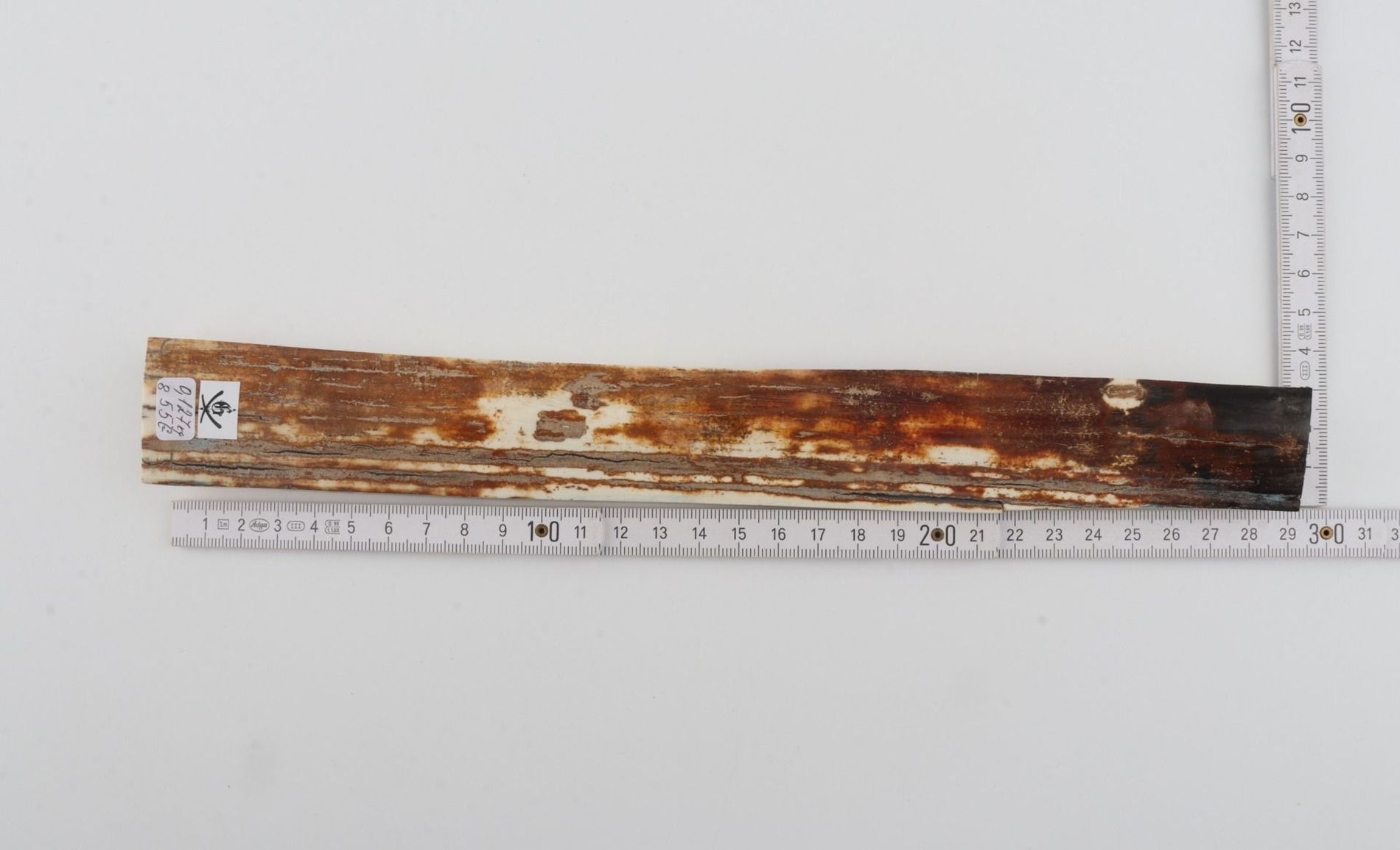 Orange-brown mammoth bark