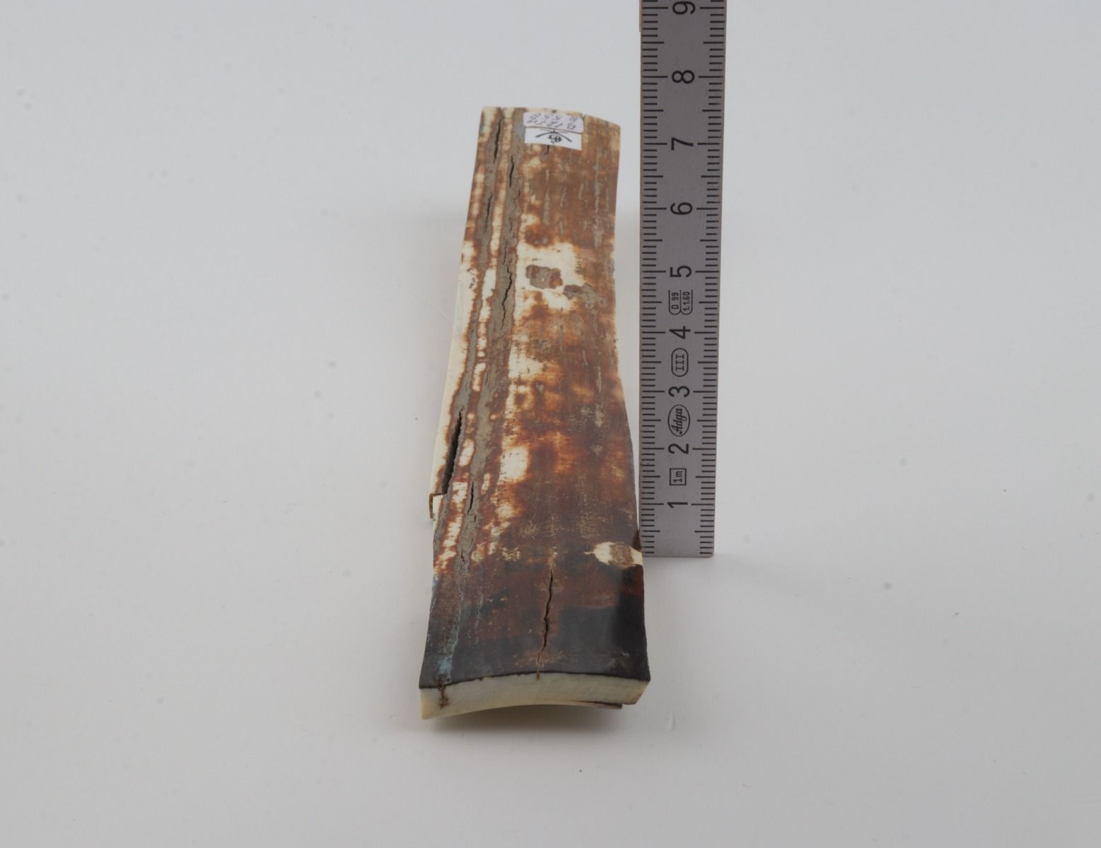 Orange-brown mammoth bark