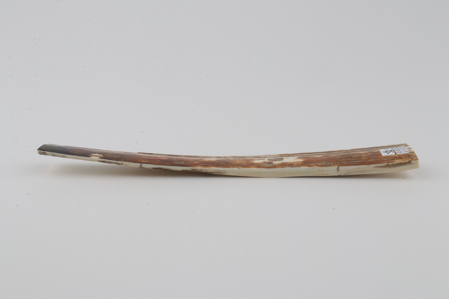 Orange-brown mammoth bark