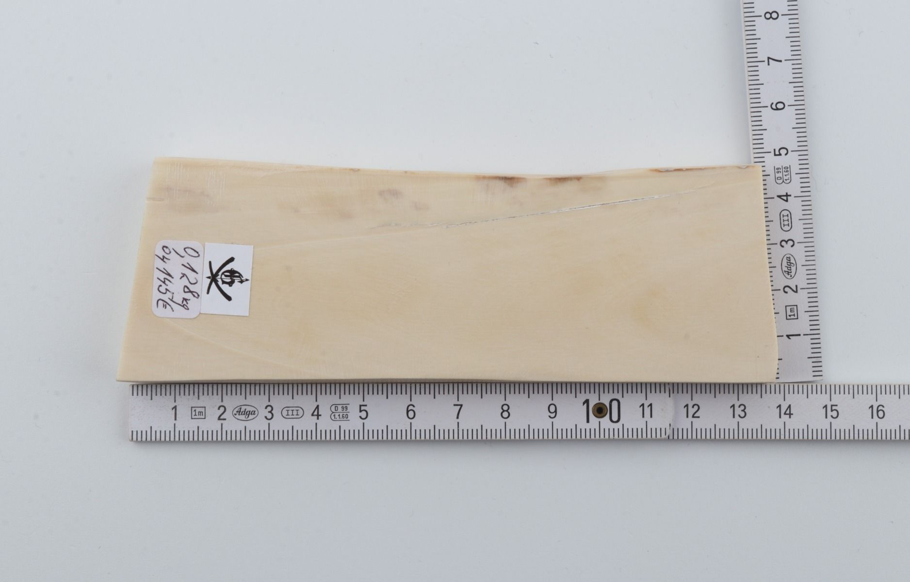 White mammoth ivory segment
