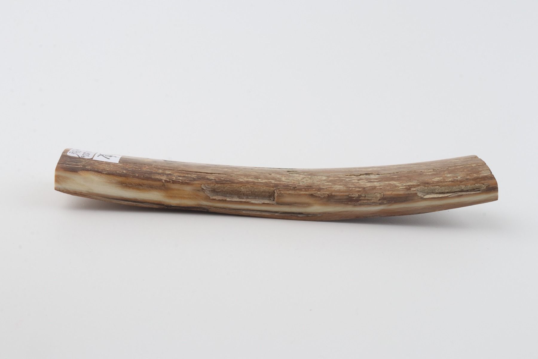 Beige mammoth bark