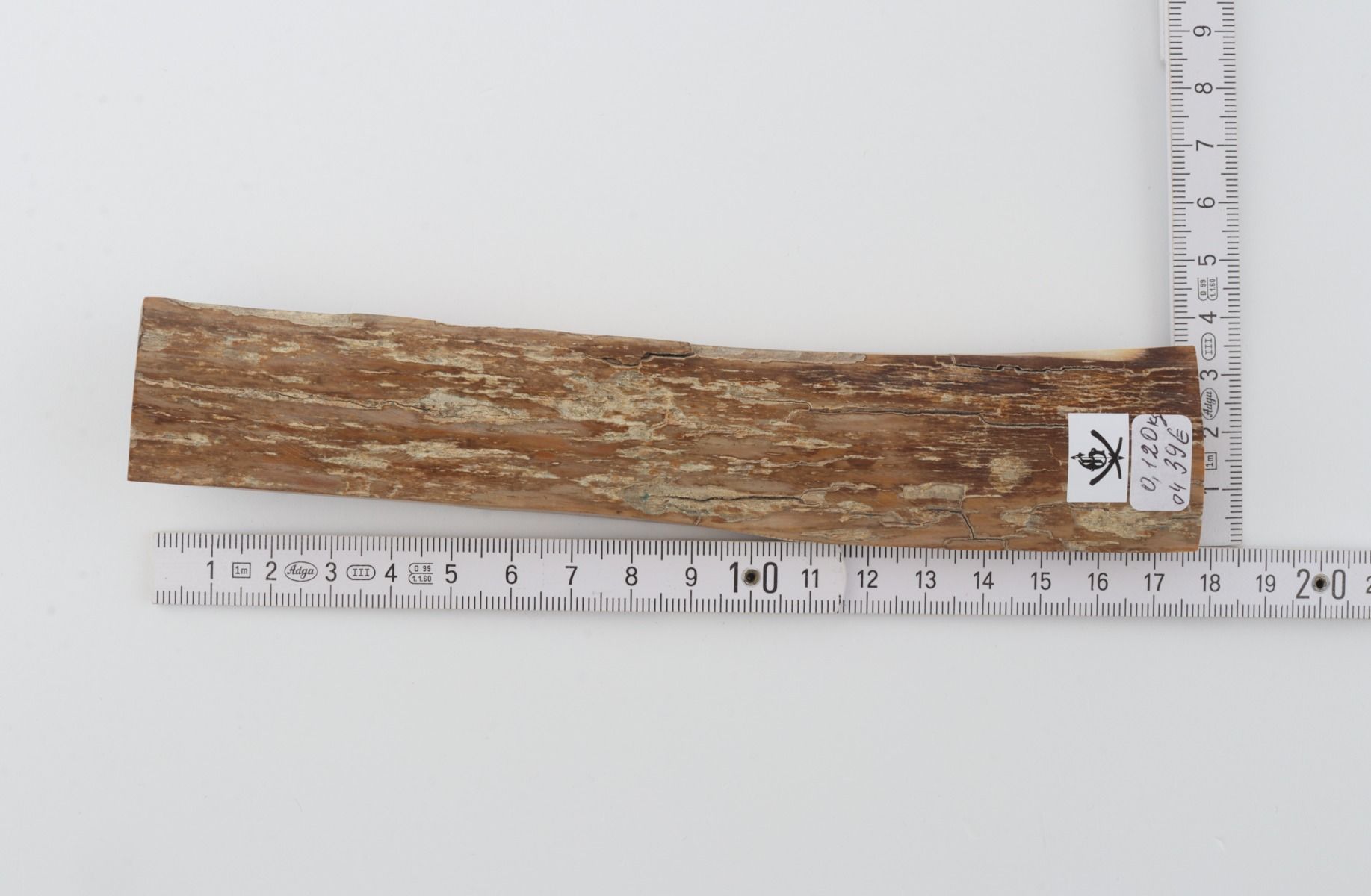 Beige mammoth bark
