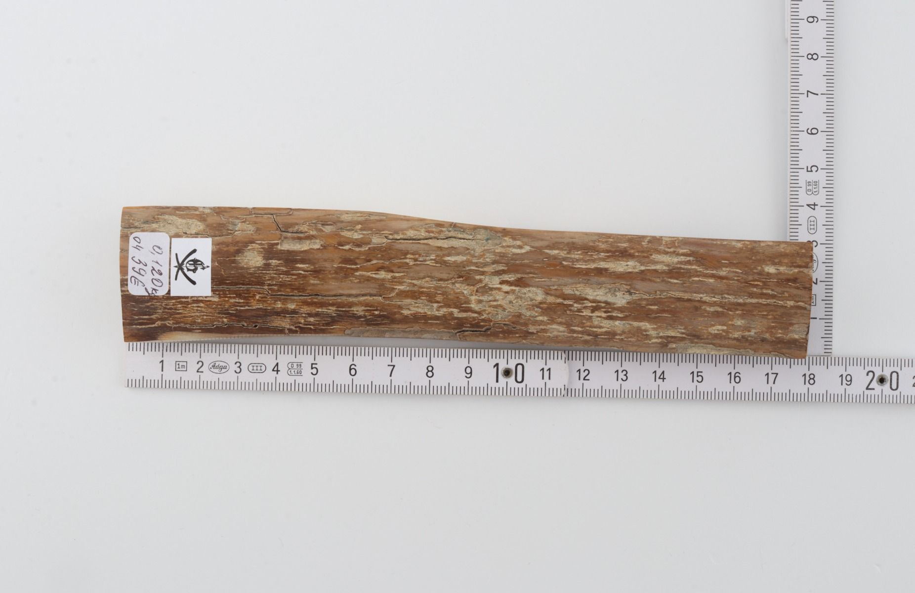 Beige mammoth bark