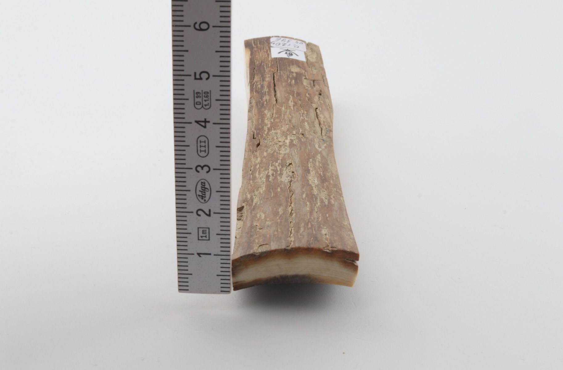 Beige mammoth bark