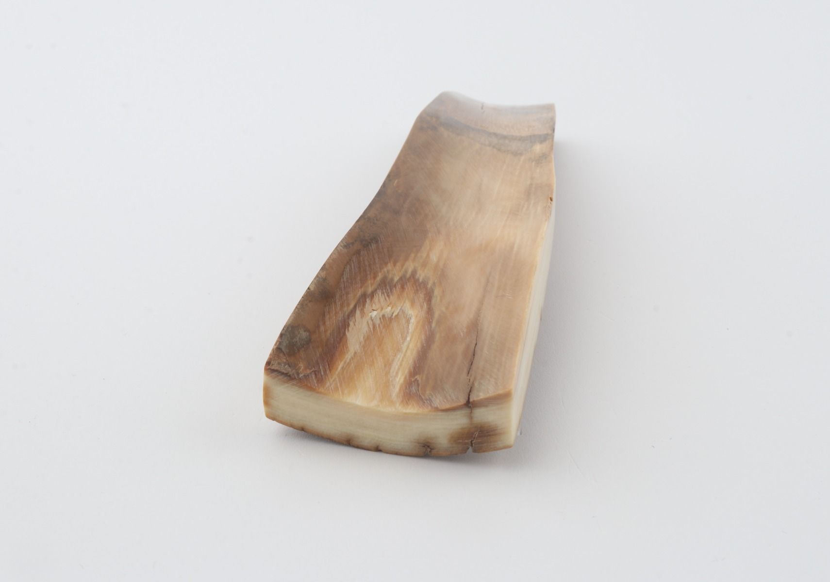 Beige mammoth bark