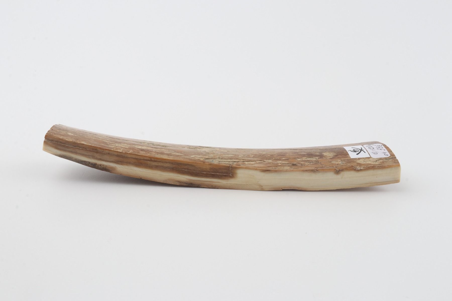 Beige mammoth bark
