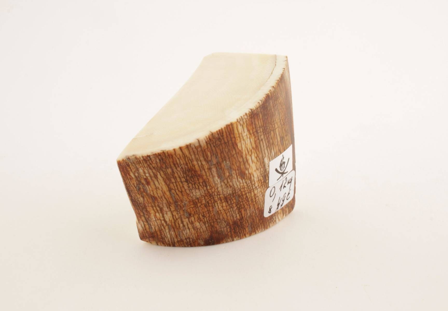 Natural mammoth ivory offcut