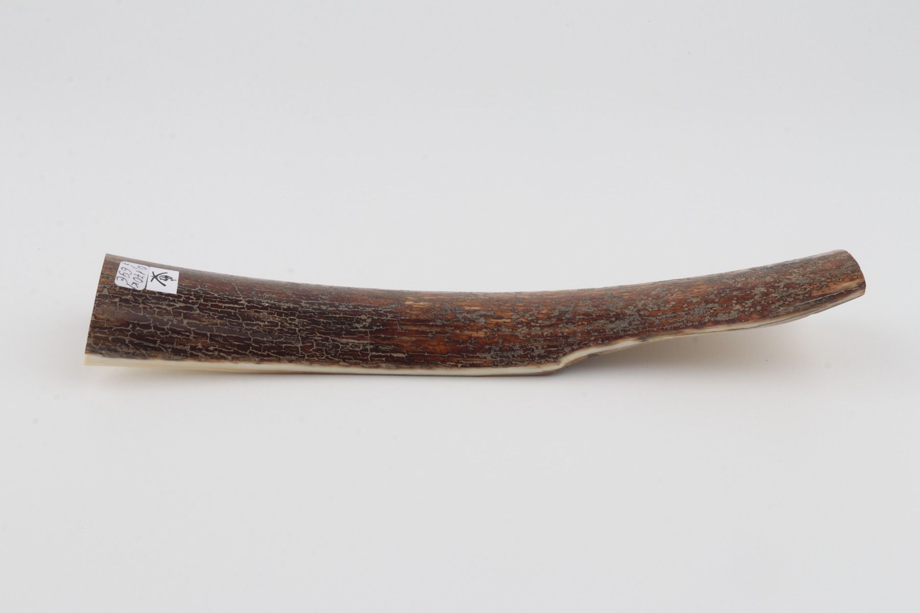 Beige mammoth bark