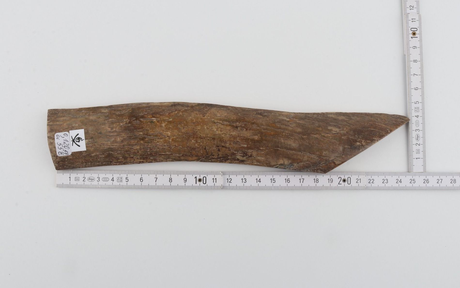 Beige mammoth bark