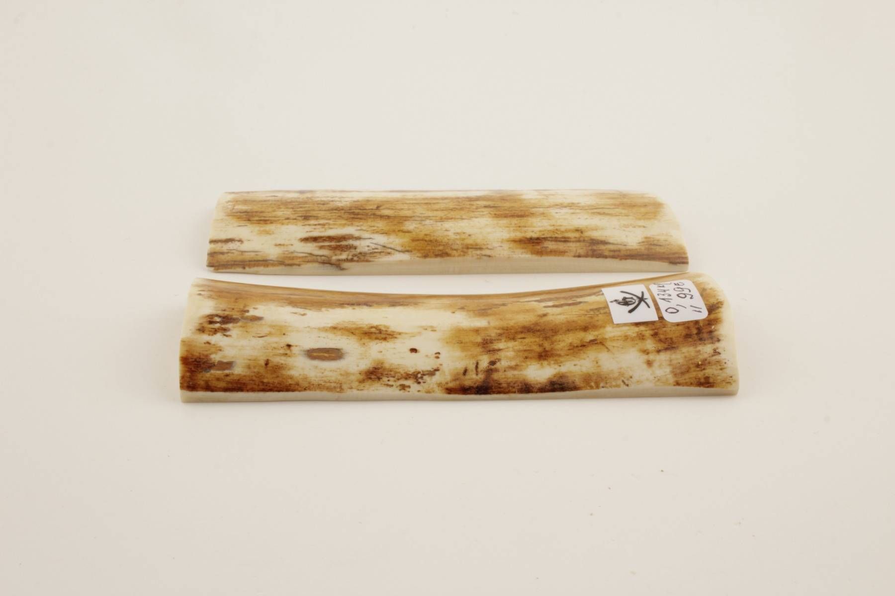 Orange-white natural mammoth bark scales