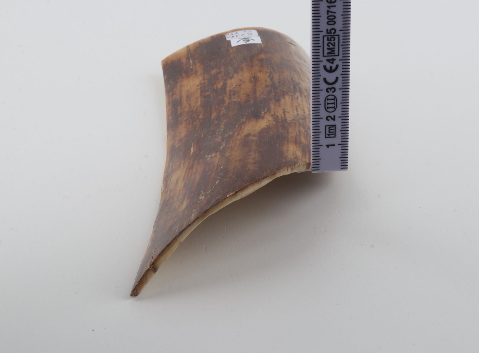 Brown-mustard mammoth bark
